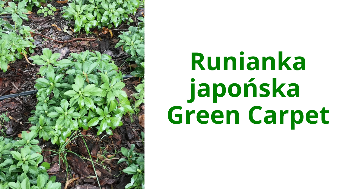 Runianka japońska Green Carpet – Twój Zielony Dywan w Cienistych Zakątkach Ogrodu