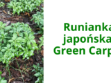 Runianka japońska Green Carpet – Twój Zielony Dywan w Cienistych Zakątkach Ogrodu
