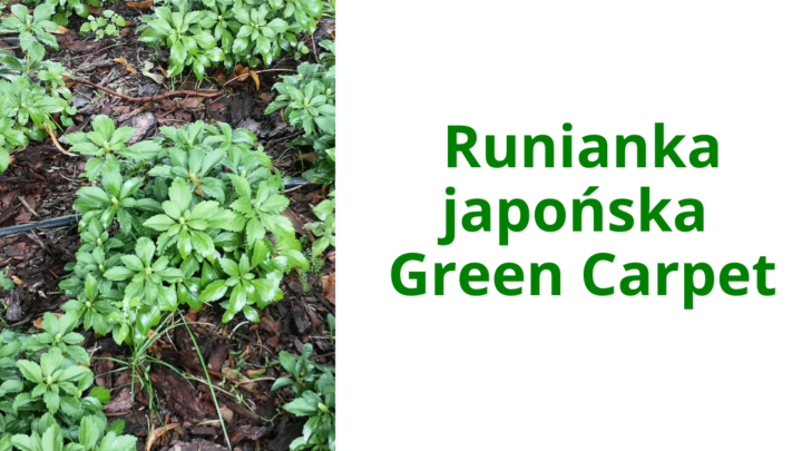 Runianka japońska Green Carpet – Twój Zielony Dywan w Cienistych Zakątkach Ogrodu