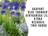 Agapant ‘Blue Thunder’ – Afrykańska Lilia, Która Oczaruje Twój Ogród