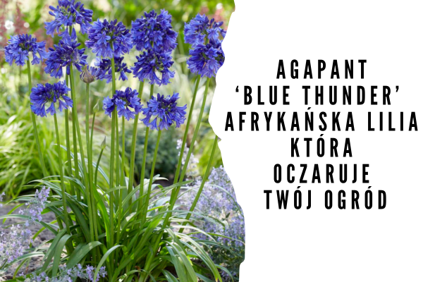 Agapant ‘Blue Thunder’ – Afrykańska Lilia, Która Oczaruje Twój Ogród