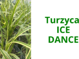 Turzyca Morrowa 'Ice Dance’ – elegancja i świeżość przez cały rok w twoim ogrodzie