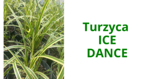 turzyca Ice dance Szkółka Stecz