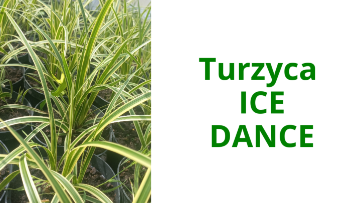 Turzyca Morrowa 'Ice Dance’ – elegancja i świeżość przez cały rok w twoim ogrodzie